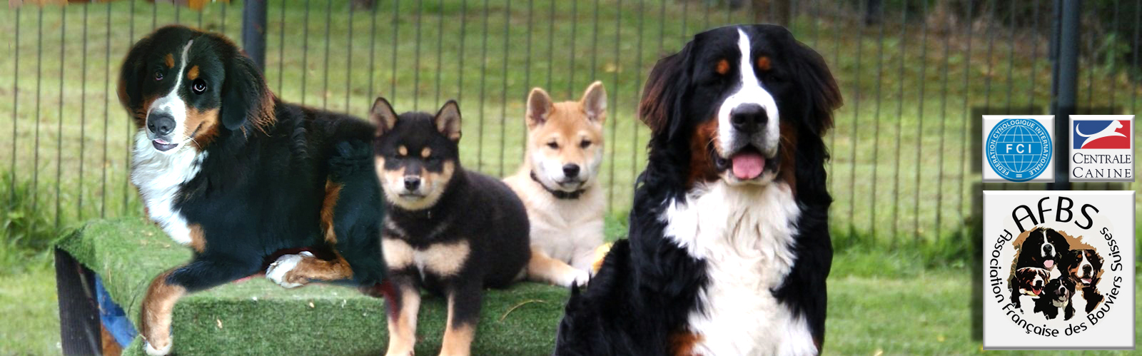 bouvier bernois et shiba Inu
